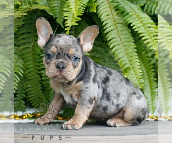 Medium Photo #1 French Bulldog Puppy For Sale in NARVON, PA, USA