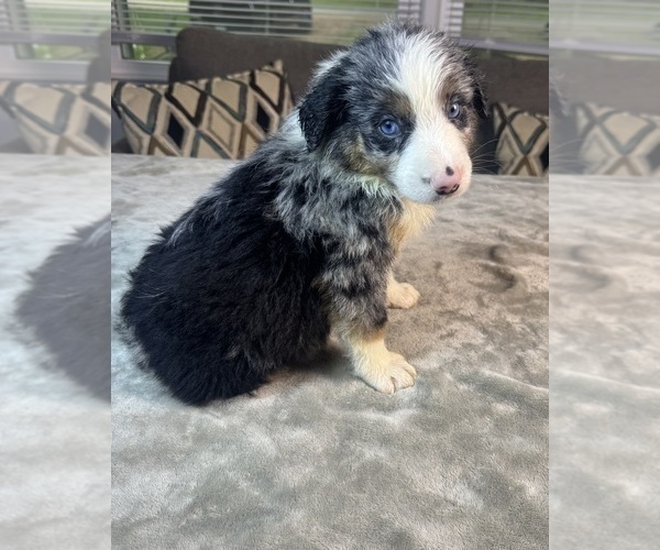 Medium Photo #13 Australian Shepherd Puppy For Sale in SALISBURY, NC, USA
