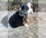 Small #12 Australian Shepherd