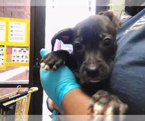 Mutt Dogs for adoption in Tulsa, OK, USA