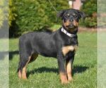 Small Photo #2 Rottweiler Puppy For Sale in DANVILLE, PA, USA