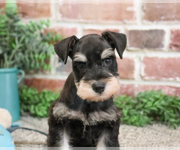 Medium Photo #9 Schnauzer (Miniature) Puppy For Sale in SYRACUSE, IN, USA