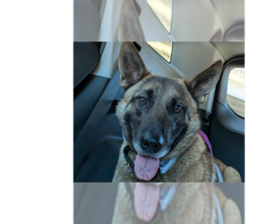Bianca located in Michigan - Female Mutt Dog for Adoption - Photo #3