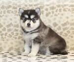 Image preview for Ad Listing. Nickname: Chip
