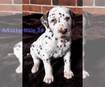 Small Photo #7 Dalmatian Puppy For Sale in ELKMONT, AL, USA