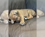 Small #8 Rhodesian Ridgeback