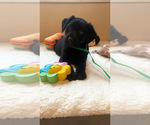 Small Photo #2 Labrador Retriever Puppy For Sale in NEWPORT, WA, USA