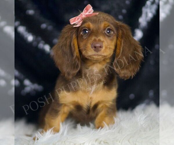 Medium Photo #3 Dachshund Puppy For Sale in WARSAW, IN, USA