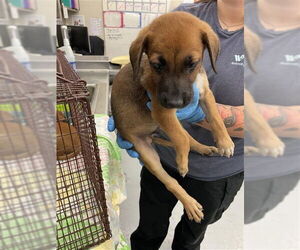 German Shepherd Dog-Unknown Mix Dogs for adoption in Waco, TX, USA
