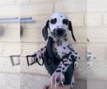 Small #10 Dalmatian