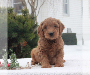 Goldendoodle-Poodle (Miniature) Mix Puppy for sale in GAP, PA, USA
