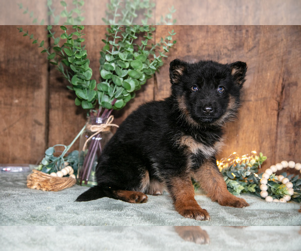 Medium Photo #2 German Shepherd Dog Puppy For Sale in MANTON, MI, USA