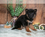 Small #1 German Shepherd Dog