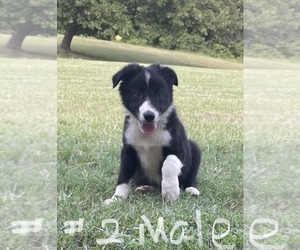 Border Collie Puppy for sale in TYLER, TX, USA