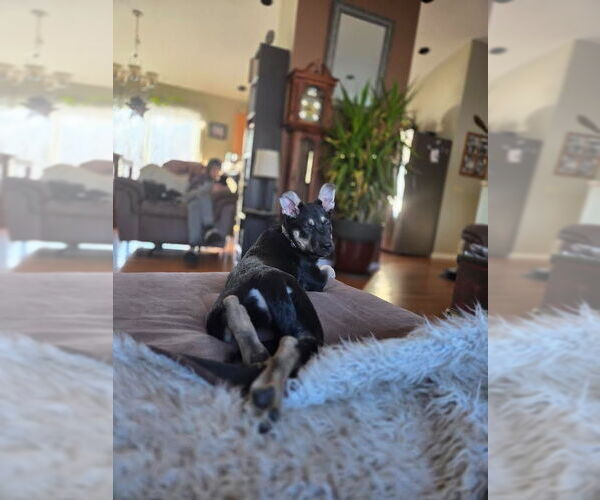 Medium Photo #3 German Shepherd Dog Puppy For Sale in Minneapolis, MN, USA