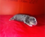 Small #2 American Bully