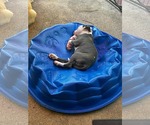 Small #3 American Staffordshire Terrier