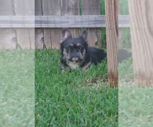 Father of the French Bulldog puppies born on 07/01/2025