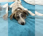 Small #6 Australian Shepherd Mix