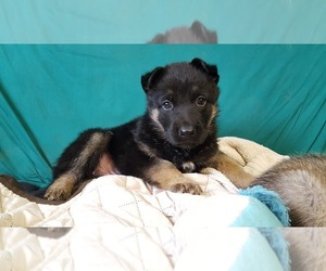 Malinois Puppy for sale in ORCHARDS, WA, USA