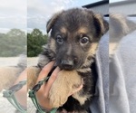 Small Photo #2 German Shepherd Dog Puppy For Sale in CRAB ORCHARD, KY, USA