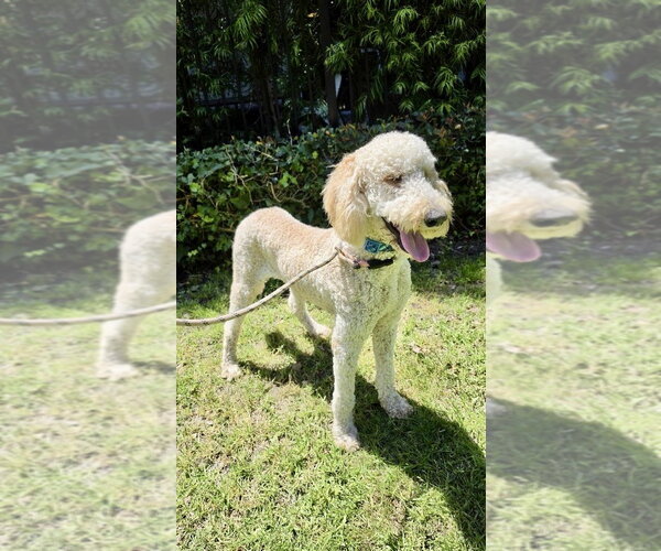 Medium Photo #4 Poodle (Standard)-Unknown Mix Puppy For Sale in Newport Beach, CA, USA