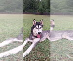 Small #2 Siberian Husky