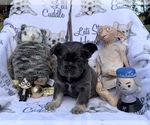 Small Photo #75 French Bulldog Puppy For Sale in MIMS, FL, USA