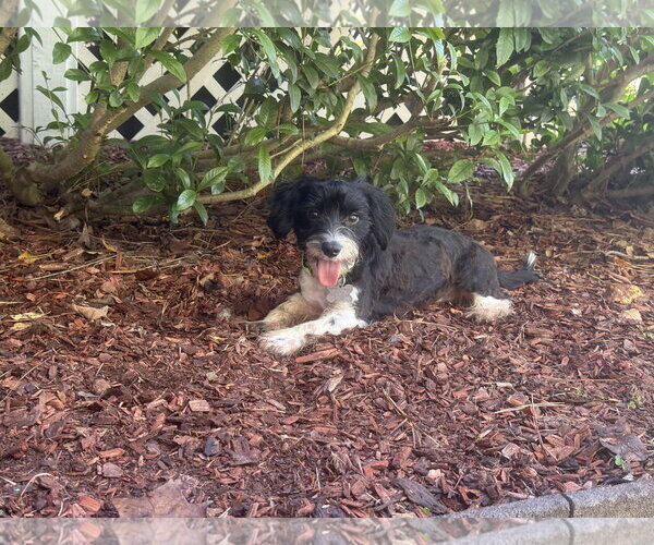 Medium Photo #2 Dachshund-Unknown Mix Puppy For Sale in Holly Springs, NC, USA