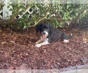 Bob - Male Dachshund-Unknown Mix Dog for Adoption - Photo #2