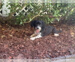 Small Photo #2 Dachshund-Unknown Mix Puppy For Sale in Holly Springs, NC, USA