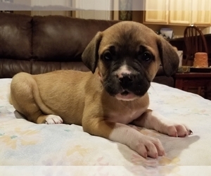 Mastiff-Saint Bernard Mix Puppy for sale in JEFFERSON, OR, USA