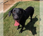 Small Labrador Retriever Mix