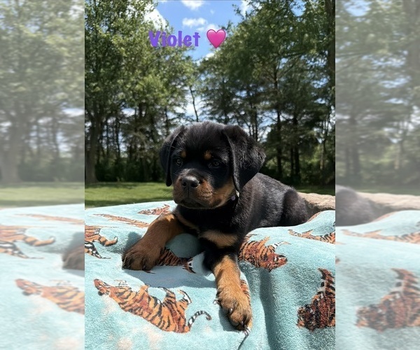 Medium Photo #5 Rottweiler Puppy For Sale in WHEATFIELD, IN, USA