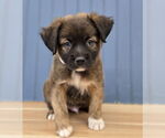 Small Labrador Retriever-Pembroke Welsh Corgi Mix