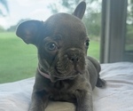 Small #7 French Bulldog