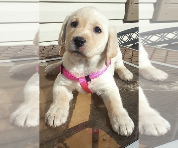 Medium Photo #28 Labrador Retriever Puppy For Sale in FORT COLLINS, CO, USA