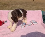 Small #4 Cocker Spaniel