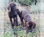 Small Photo #29 German Shorthaired Pointer Puppy For Sale in DENVER, CO, USA