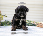 Puppy Rainbow Aussiedoodle Miniature