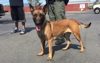 Belgian Malinois Puppy for sale in EMERYVILLE, CA, USA