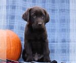 Small #2 Labrador Retriever
