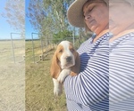 Small Photo #22 Basset Hound Puppy For Sale in ORLAND, CA, USA
