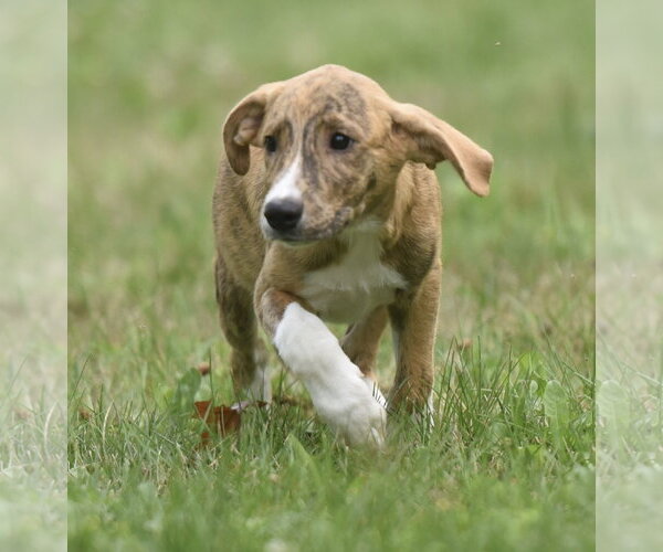 Medium Photo #7 Plott Hound-Unknown Mix Puppy For Sale in Mechanicsburg, PA, USA