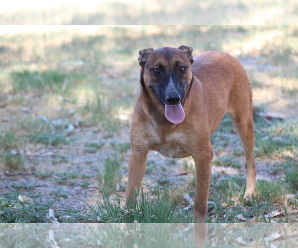 Medium Photo #1 Bull Terrier-Unknown Mix Puppy For Sale in El Centro, CA, USA