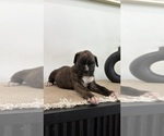 Small #2 Boxer