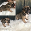 Small Photo #1 French Bulldog Puppy For Sale in SAINT ROBERT, MO, USA