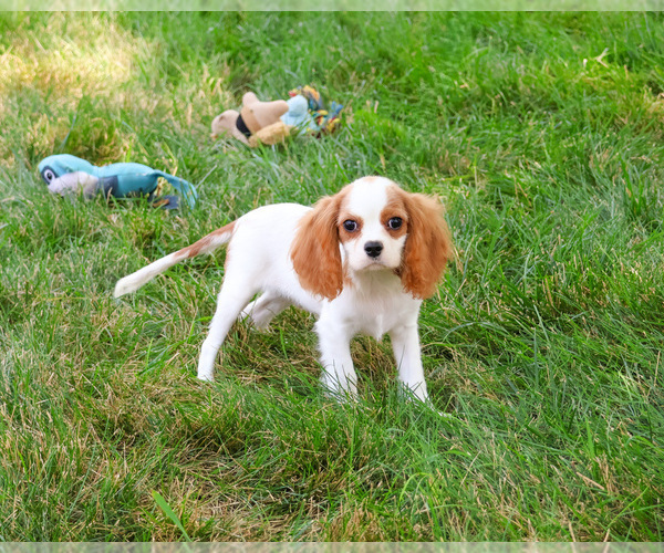 Medium Photo #4 Cavalier King Charles Spaniel Puppy For Sale in SYRACUSE, IN, USA