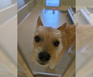 Mutt Dogs for adoption in San Martin, CA, USA