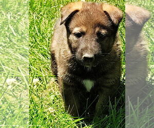 German Shepherd Dog Puppy for sale in BEAVER FALLS, PA, USA